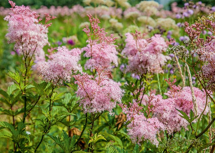 Variétés de reine des prés