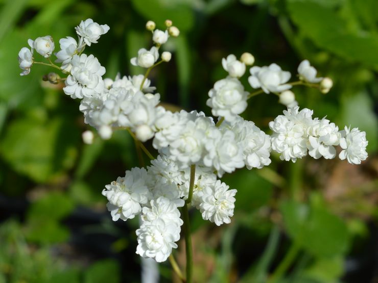 Reine des prés à six pétales ou ordinaire