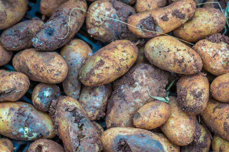 Le mildiou sur les tubercules de pomme de terre