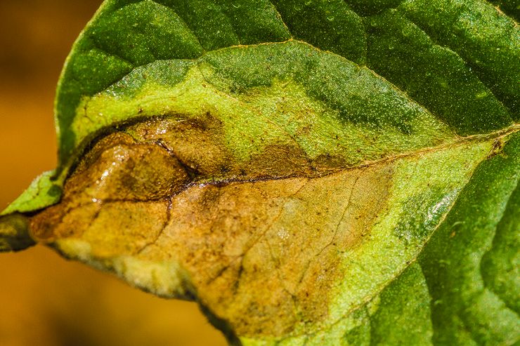 Caractéristiques de phytophthora