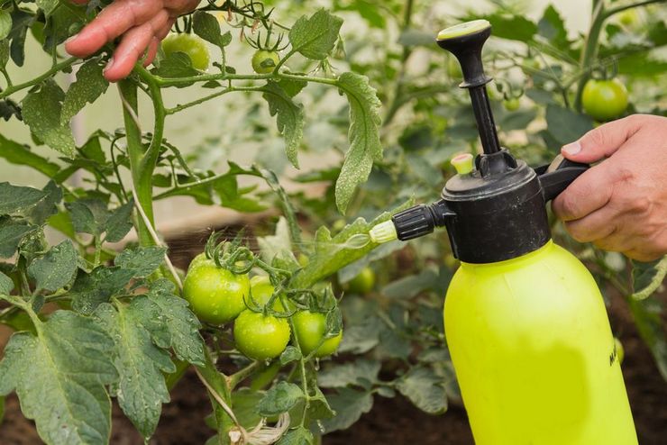 Transformation des tomates du mildiou