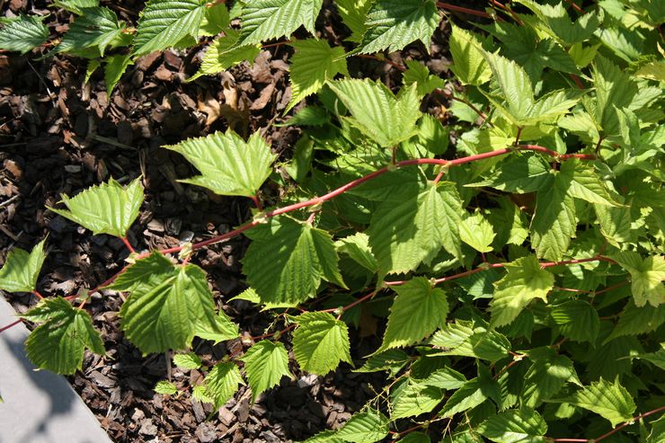 Planter Stefanandra en pleine terre