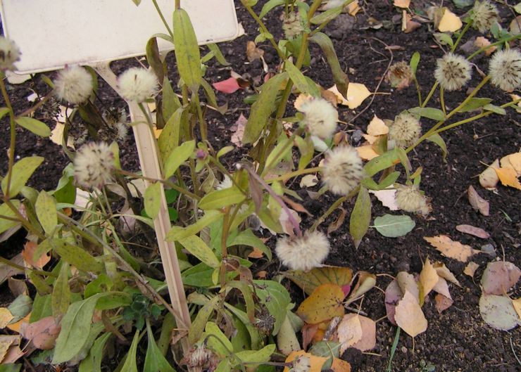 Fusarium sur asters