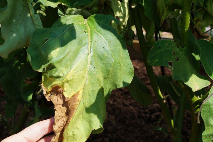 Fusarium sur aubergine