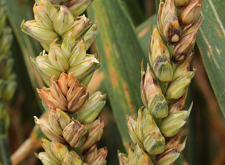 Fusarium