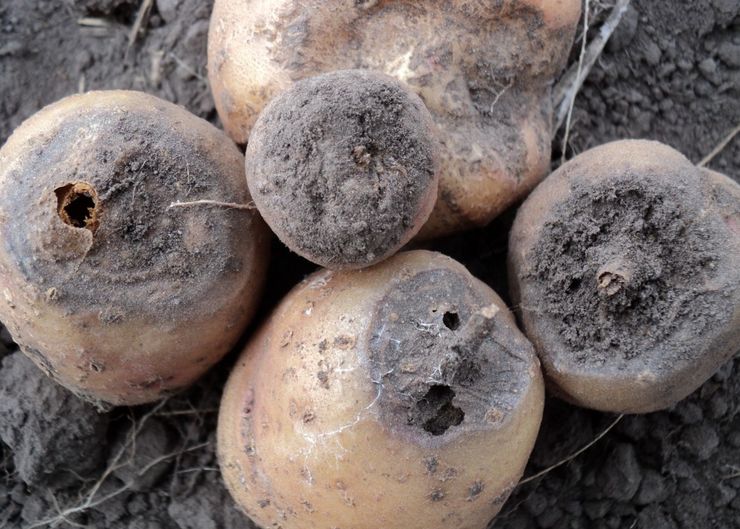 Fusarium sur pommes de terre