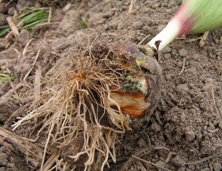 Lily Fusarium