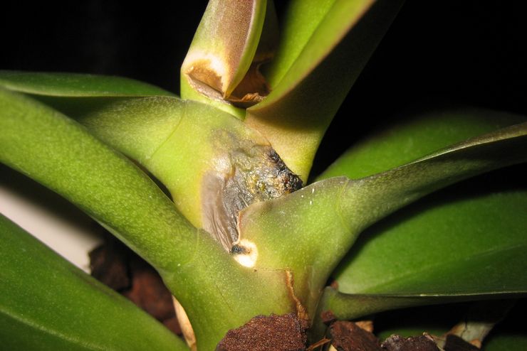 Orchidée Fusarium