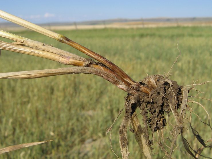 Caractéristiques du fusarium