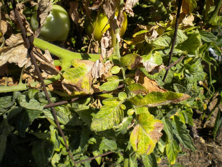 Tomate Fusarium