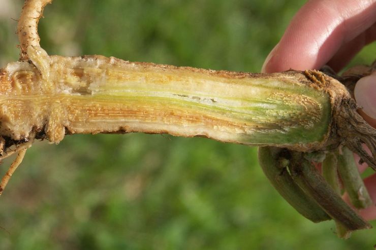 Mesures de prévention contre le fusarium