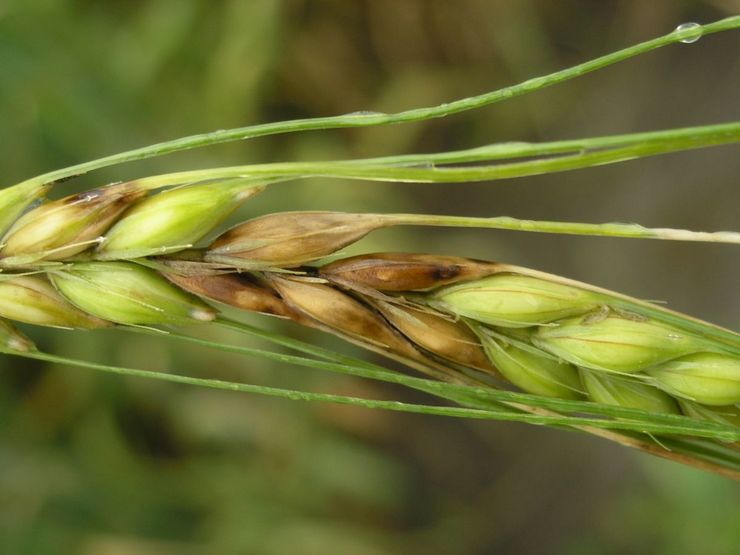 Blé fusarium