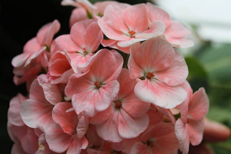 Pelargonium zoné Grand Canyon