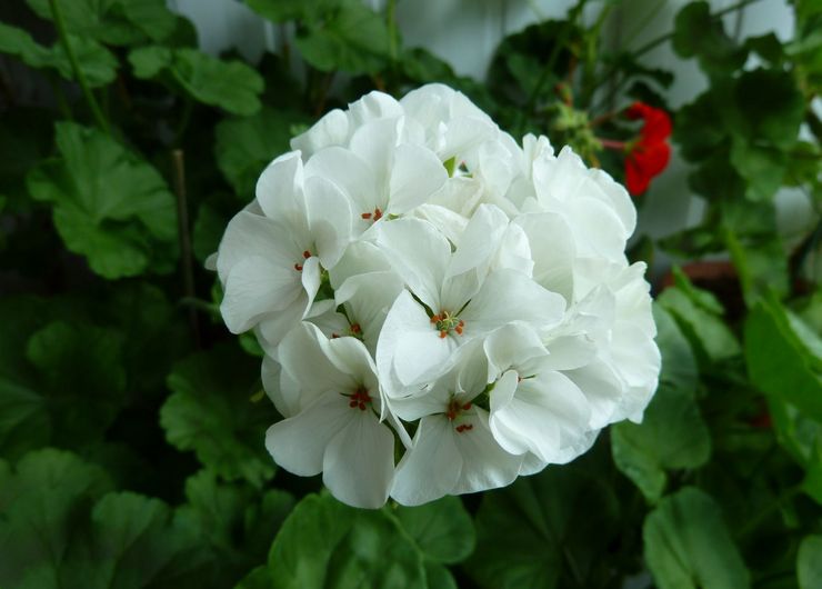 Cabaret zonal Pelargonium