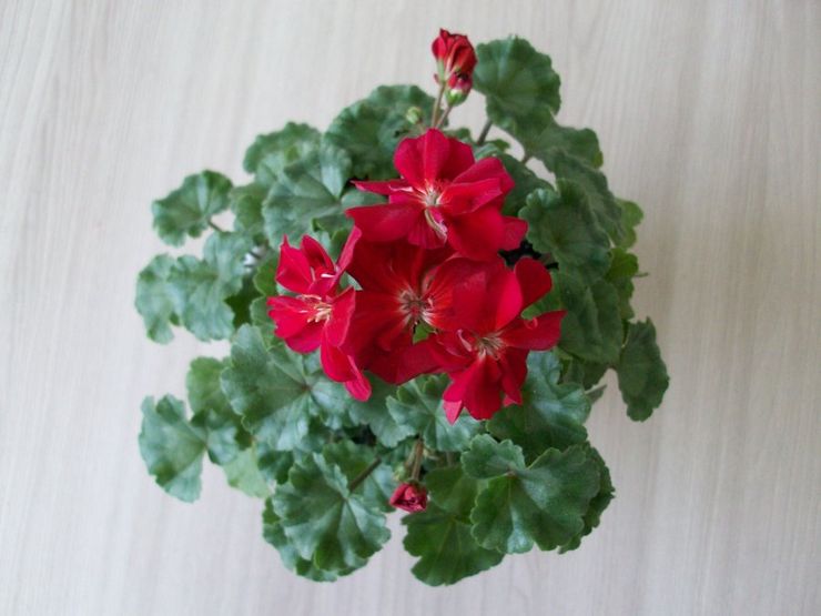 Pelargonium zonal Minx