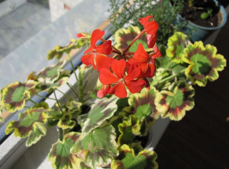 Zone Pelargonium Mme Pollock