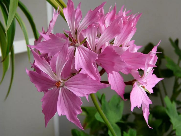 Pelargonium zonal Quantum rose clair