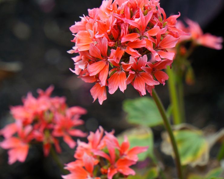 Saumon quantique zonal Pelargonium