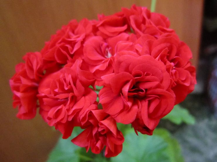 Pelargonium zonal Yu-Jiga