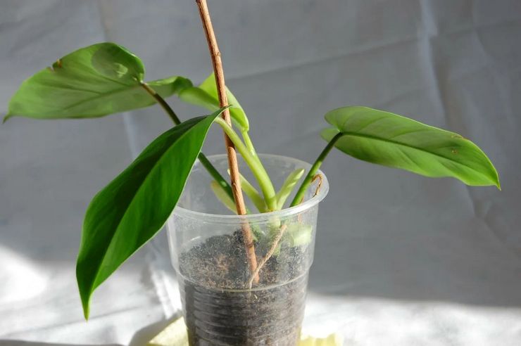 Philodendron de coupe