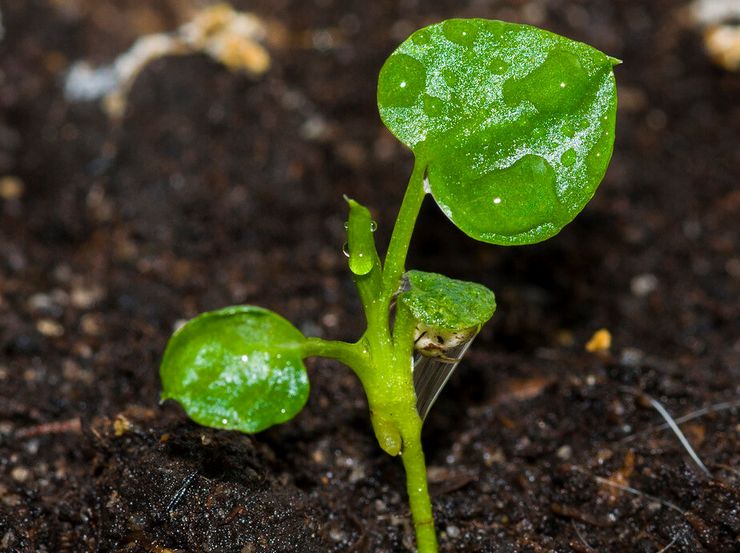 Cultiver un philodendron à partir de graines