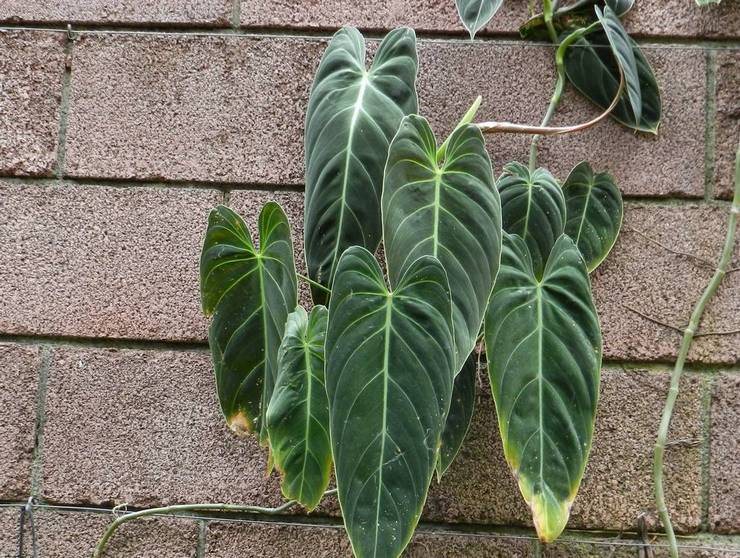 Philodendron noir doré