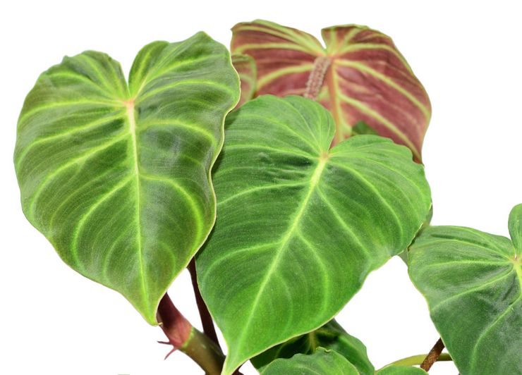 Description du philodendron