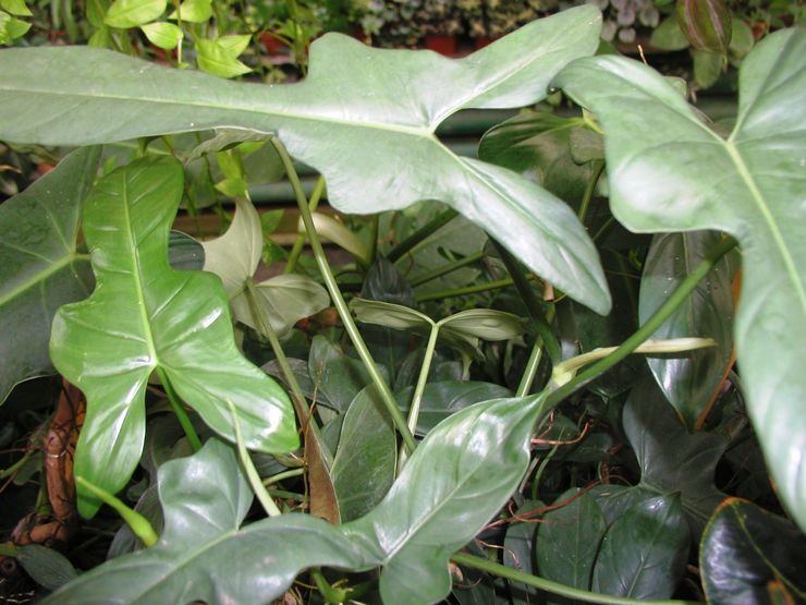 Guitare Philodendron