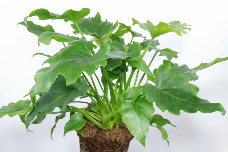 Sol pour la culture du philodendron