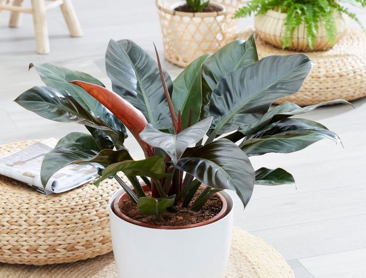 Arroser le philodendron