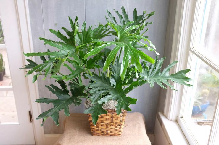 Prendre soin d'un philodendron à la maison