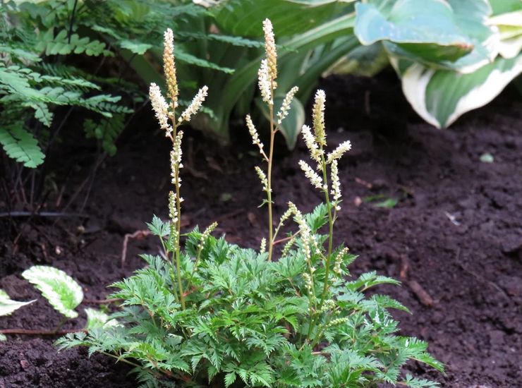 Planter Volzhanka en pleine terre