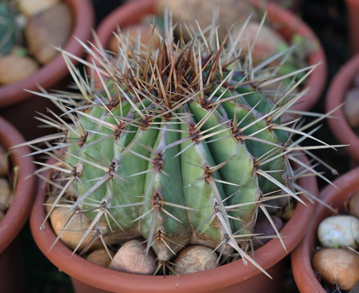 Maladies d'Echinocactus