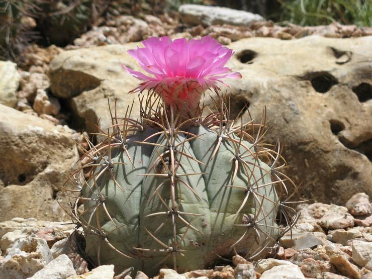 Echinocactus horizontal