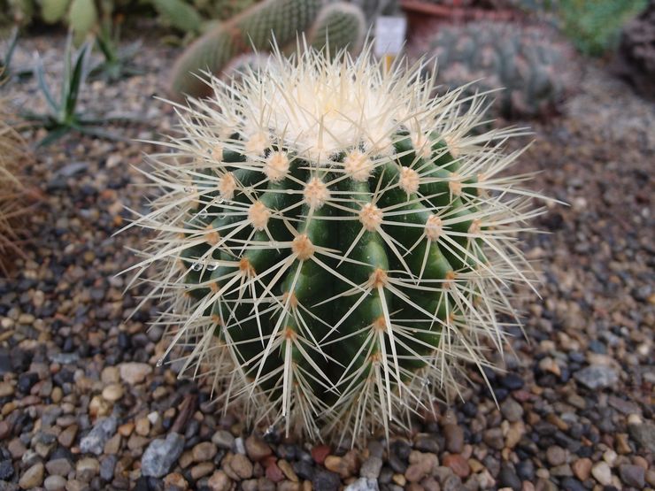 Description de l'échinocactus