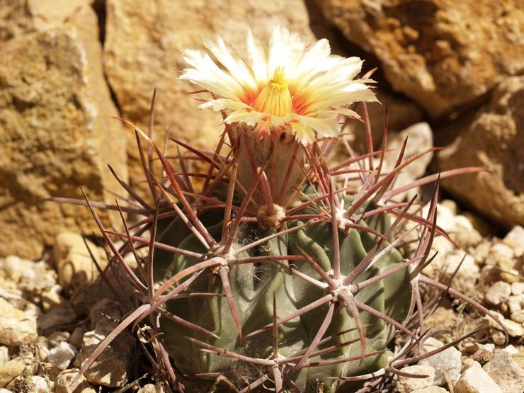 Parade d'échinocactus