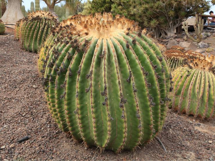 Épine plate Echinocactus