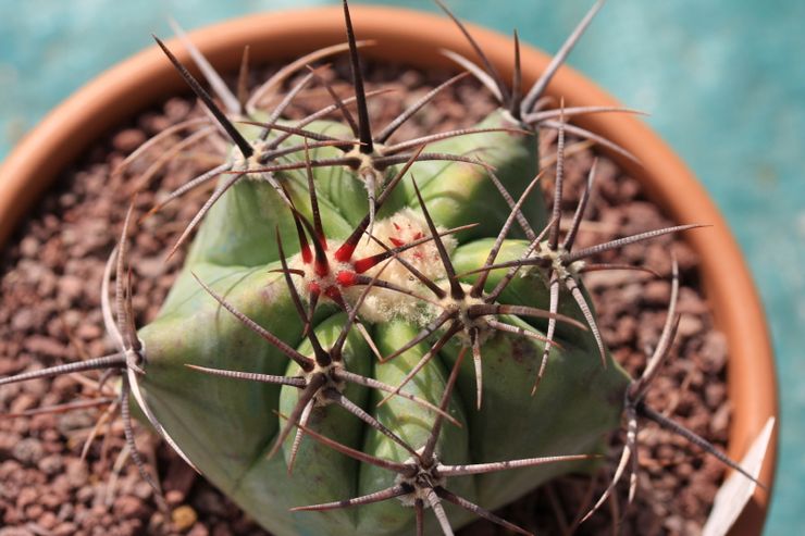 Sol pour la culture de l'échinocactus