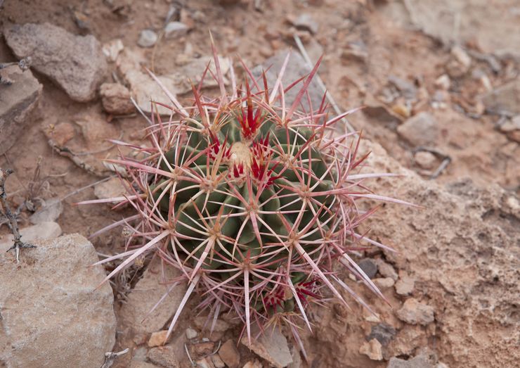 Echinocactus à plusieurs têtes