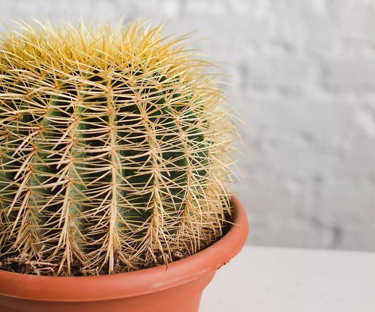 Culture de l'échinocactus