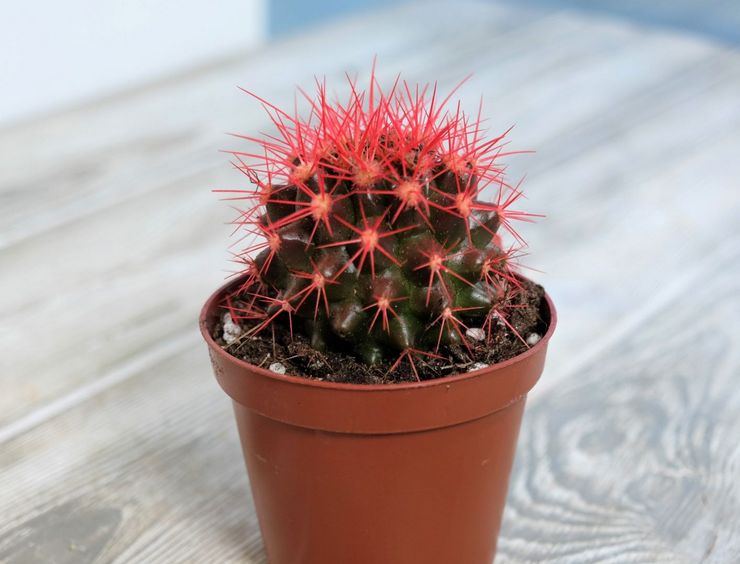 Soins des échinocactus à domicile