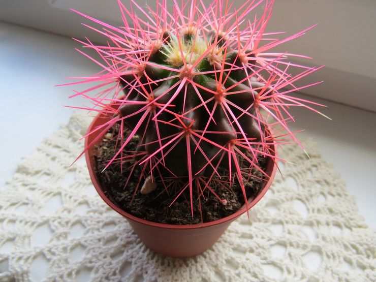 Niveau d'humidité de l'échinocactus