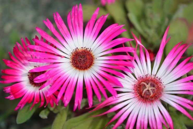 Marguerite mesembriantemum