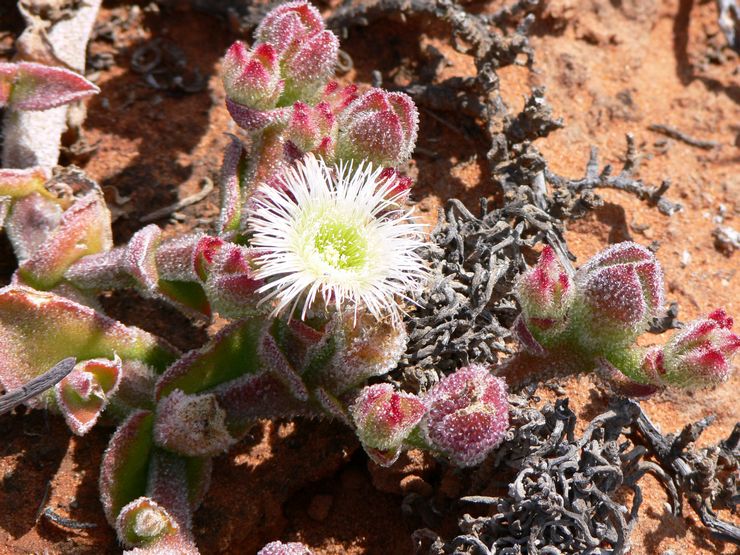 Cristal mesembriantemum