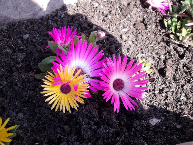 Planter un mésembryanthème en pleine terre