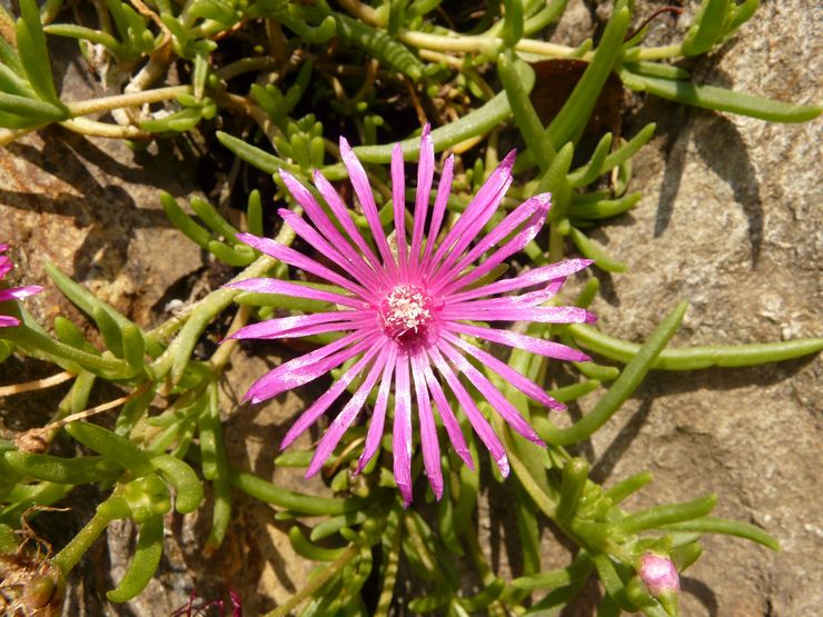 Mesembriantemum après la floraison