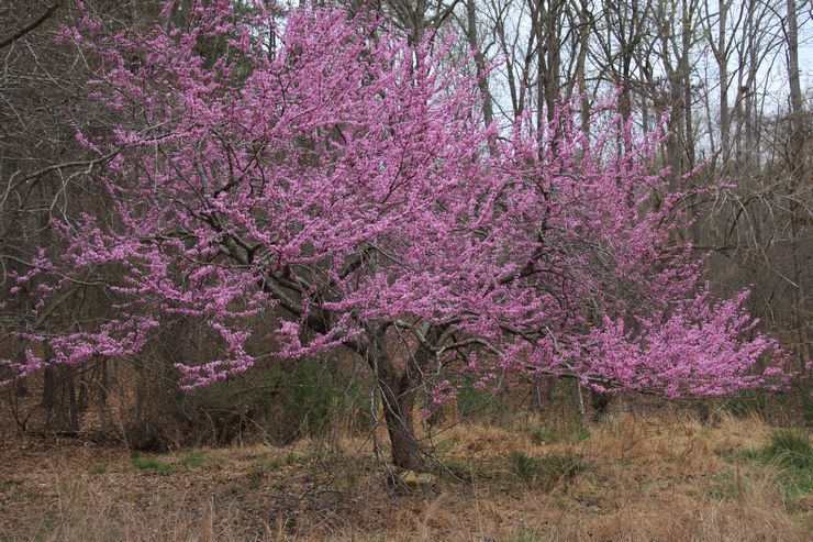 Cercis Canadien