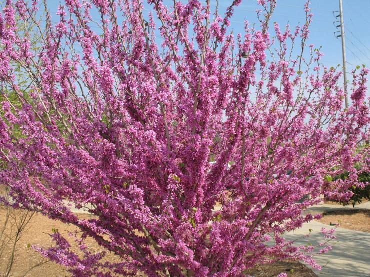 Cercis chinois