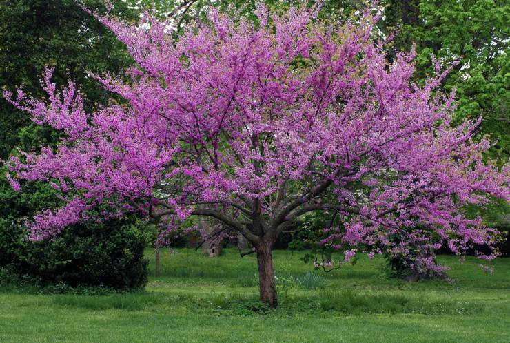 Cercis en aménagement paysager