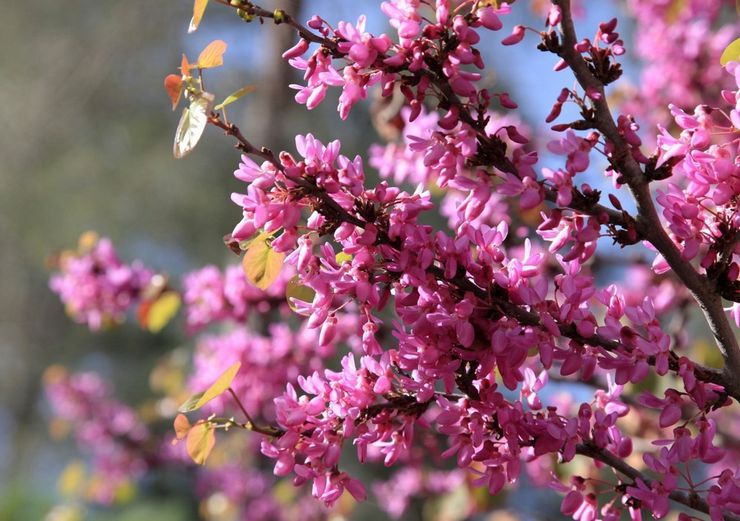 Description de cercis